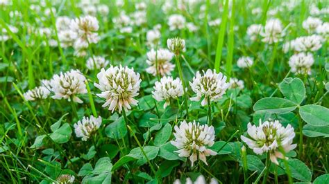 are clover flowers edible? Clover flowers have been a topic of curiosity for many, sparking discussions on their culinary value and potential health benefits.