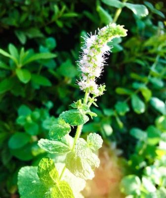 are mint flowers edible? When discussing the culinary aspects of mint flowers, it's worth exploring their historical significance in various cuisines and their potential health benefits.