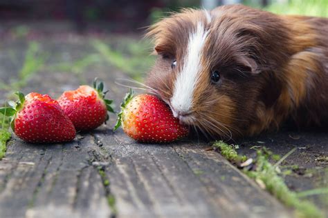 can guinea pigs eat flowers? A closer look into their diet and the potential hazards