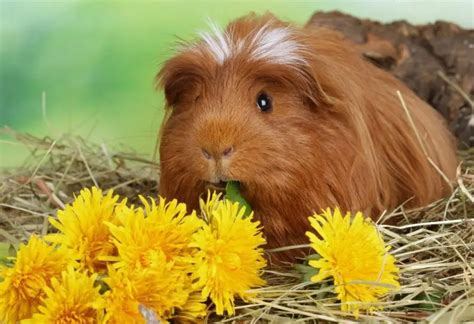 can guinea pigs eat flowers