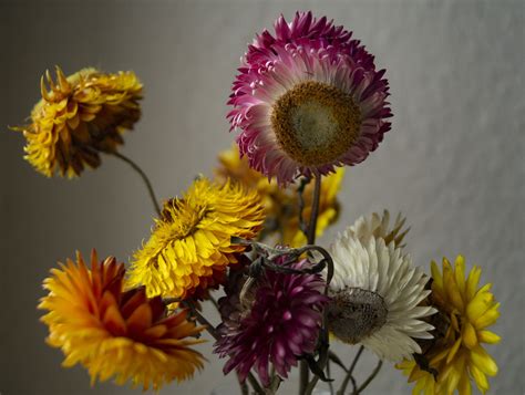 how long do dried flowers last: Exploring the Intricacies of Preserving Nature's Beauty Beyond Freshness