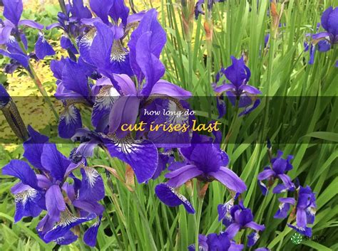 How Long Do Iris Flowers Last: Delving into the Enigma of Their Duration and Symbolism in Literature