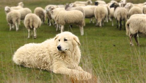 how to train a livestock guardian dog and the importance of choosing the right breed