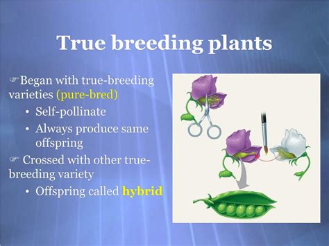 What Are True Breeding Plants: A Multi-Layered Exploration