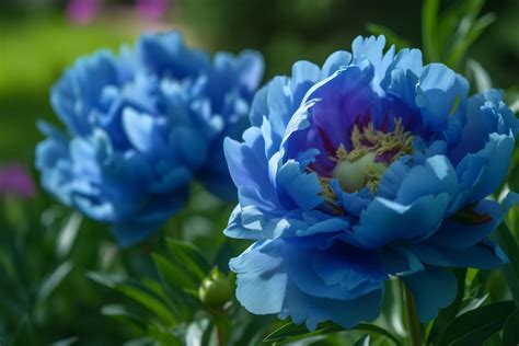 what color are peony flowers? In this light, let's delve into the enigmatic nature of peony flowers, exploring their symbolism and cultural significance across different societies.