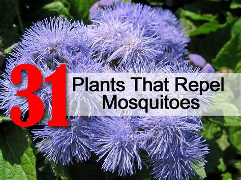 what flowers keep mosquitoes away: Are there any special scents that can attract or repel these pesky insects?