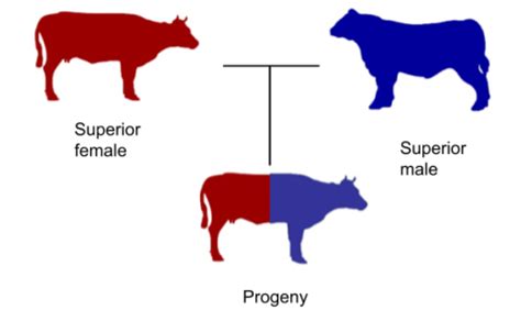 What is Breeding Rights and How Does It Shape the Dynamics of Ownership in the Animal Kingdom?